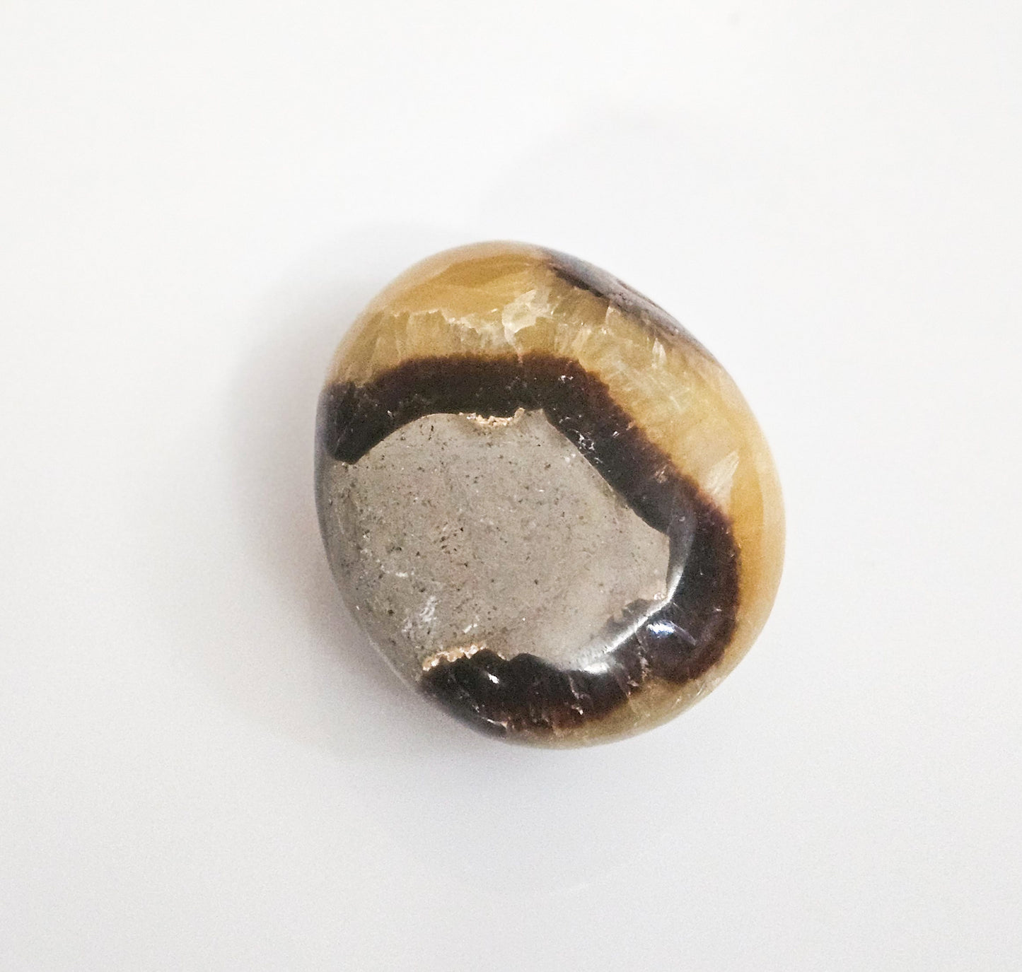 Septarian Palmstone