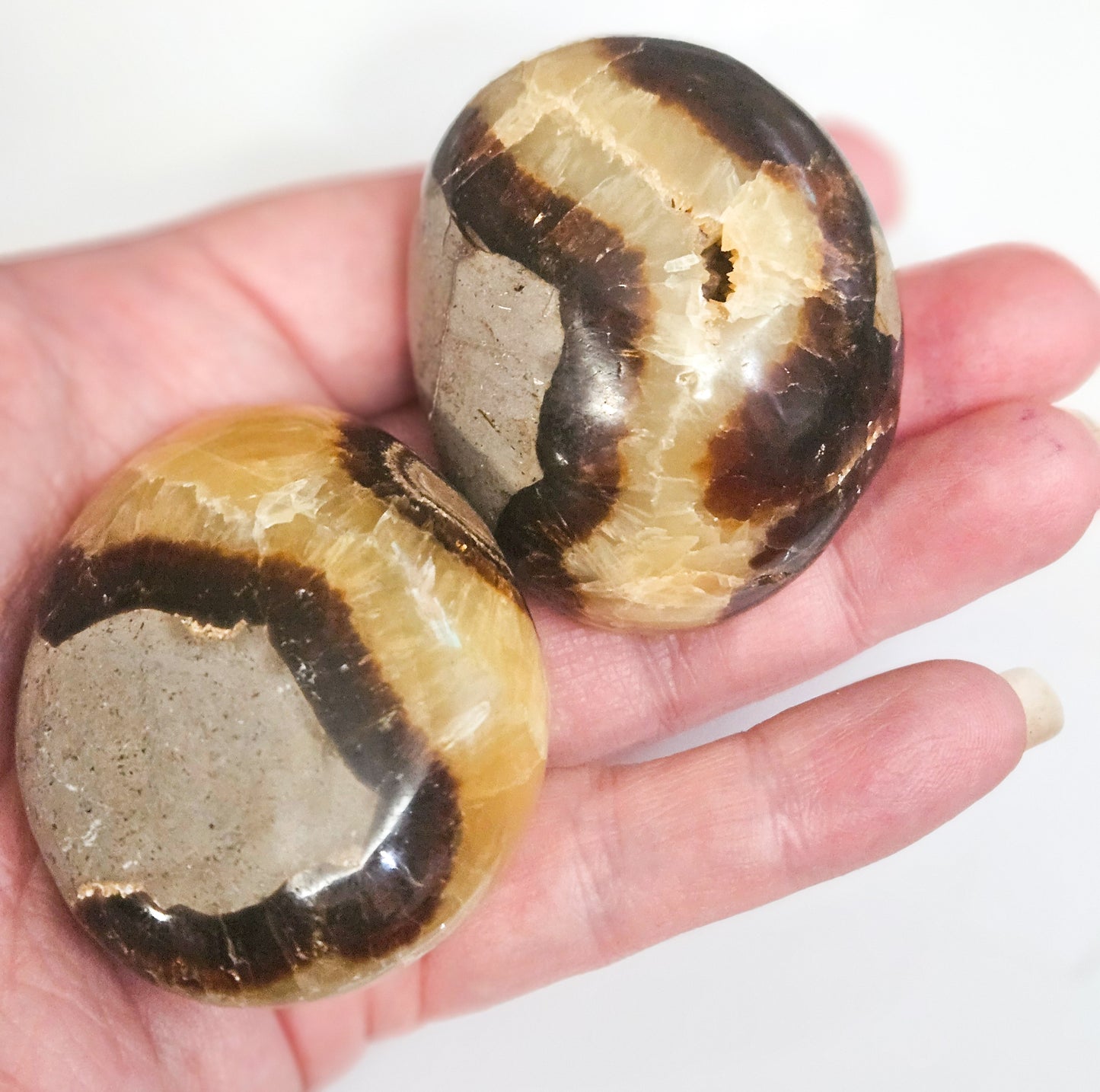 Septarian Palmstone