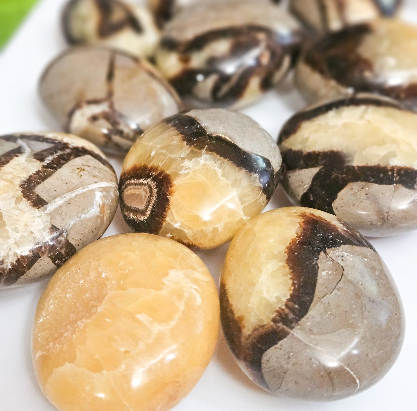 Septarian Palmstone
