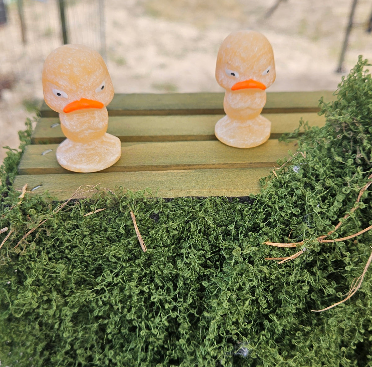 Grumpy Duck